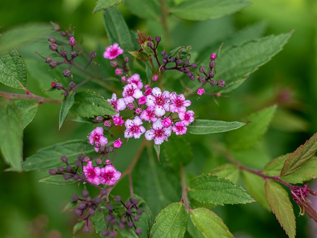 Small Pink Spirea Flowers