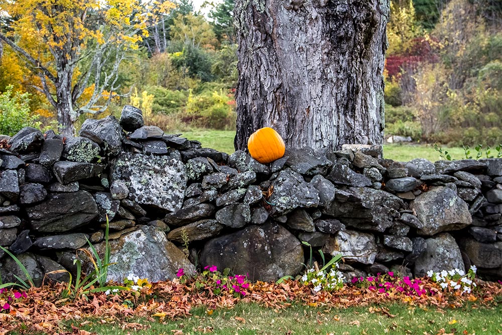 Pumpkin on Stone Wall with Pretty Flowers