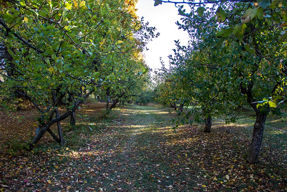 Rows of Apple Trees