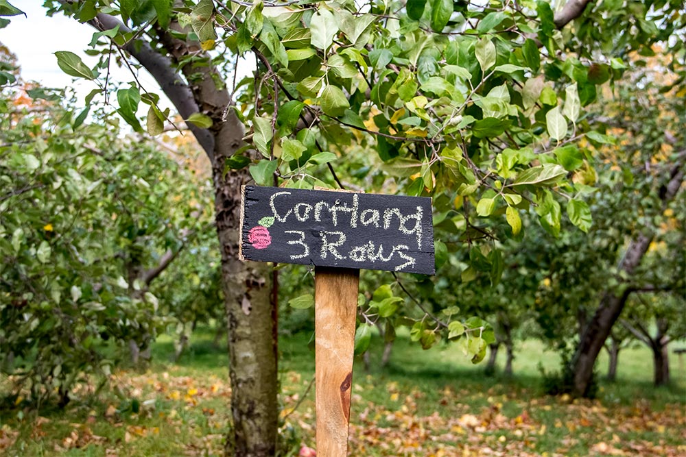 Cortland Apple Trees