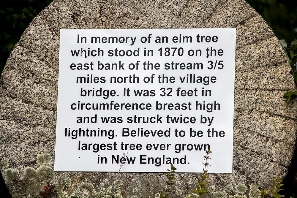 Largest Elm Tree in New England Sign