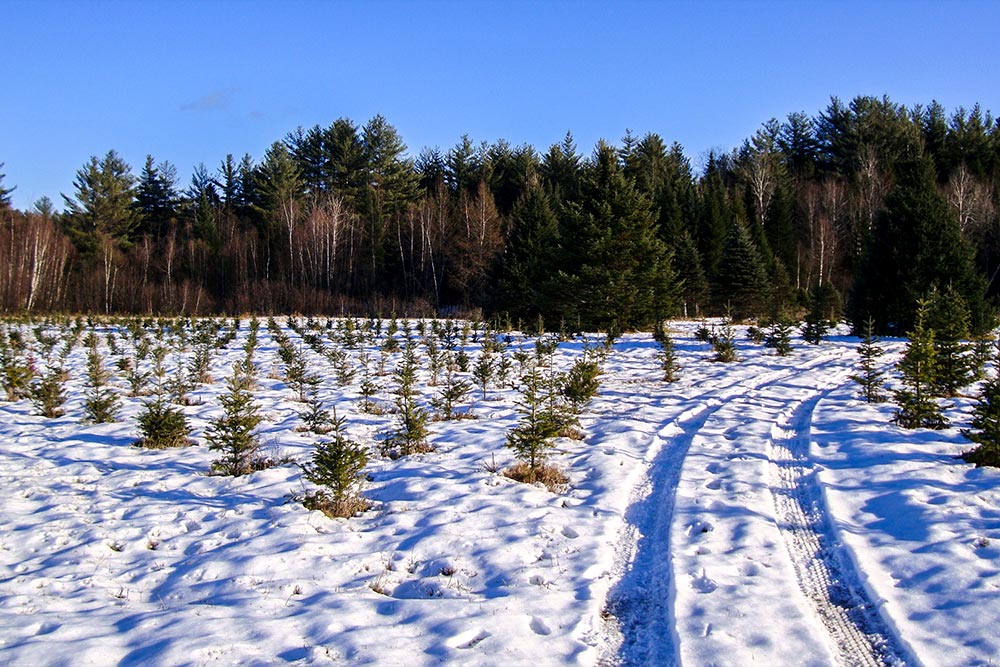Small Pine Trees in Snow