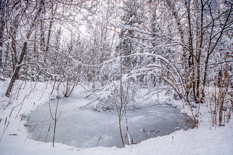 Frozen Pond in Maine