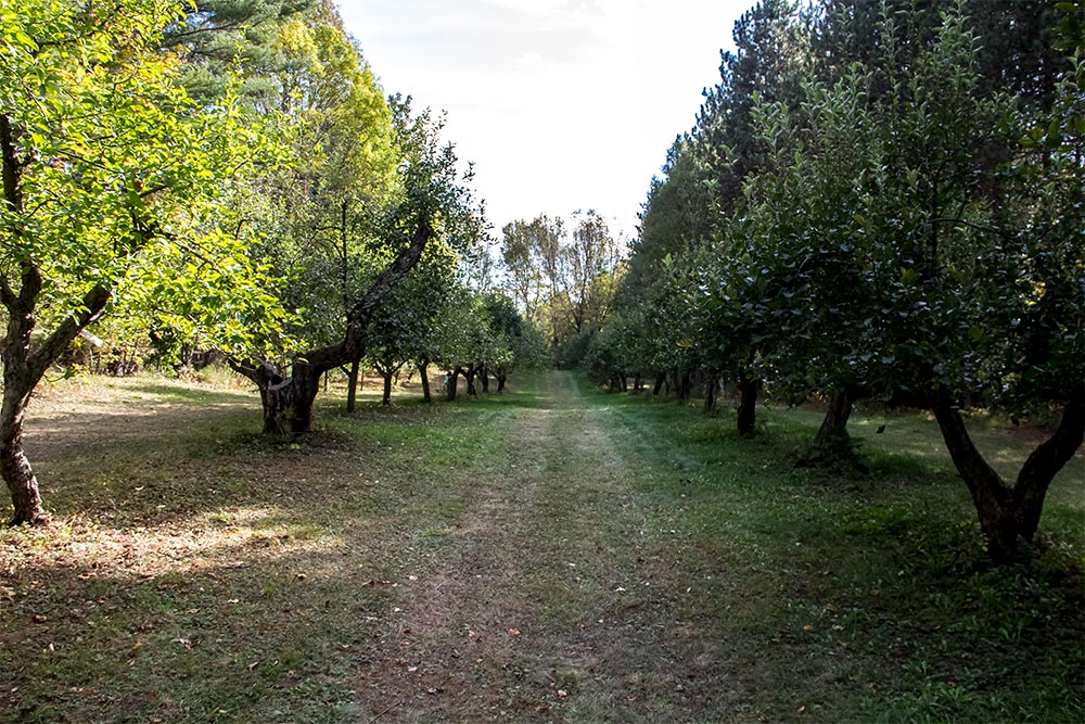 Apple Tree Rows