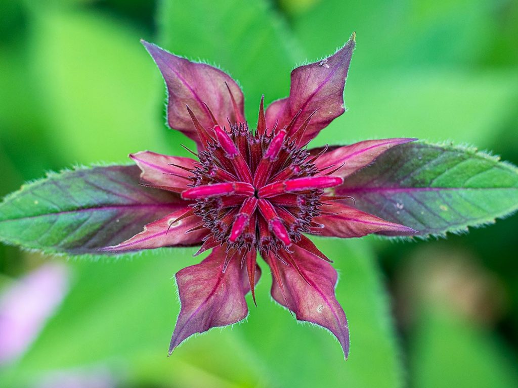 Bee Balm Flower that Hasn't Bloomed Yet (Unbloomed)