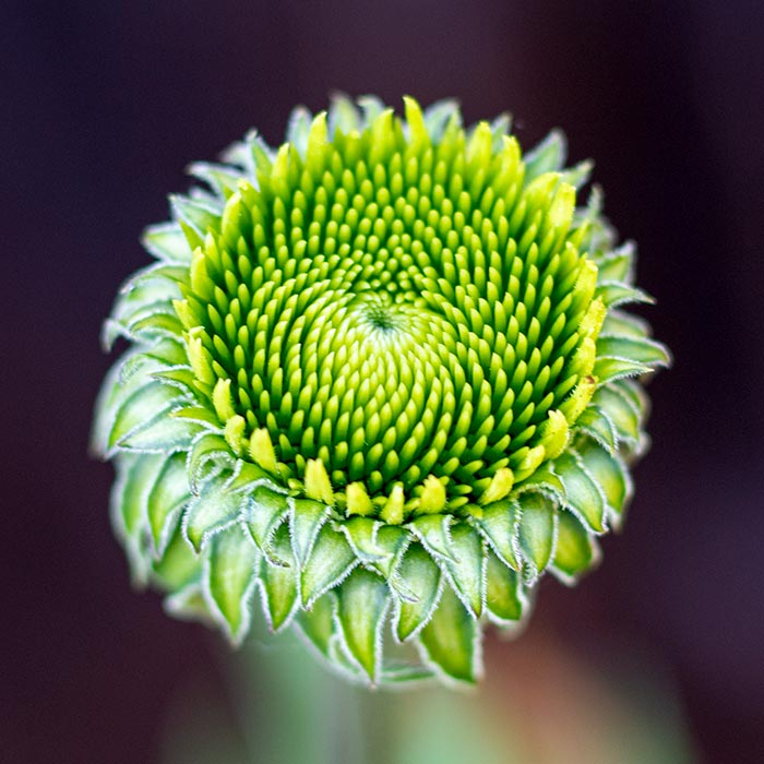 Unbloomed Coneflower