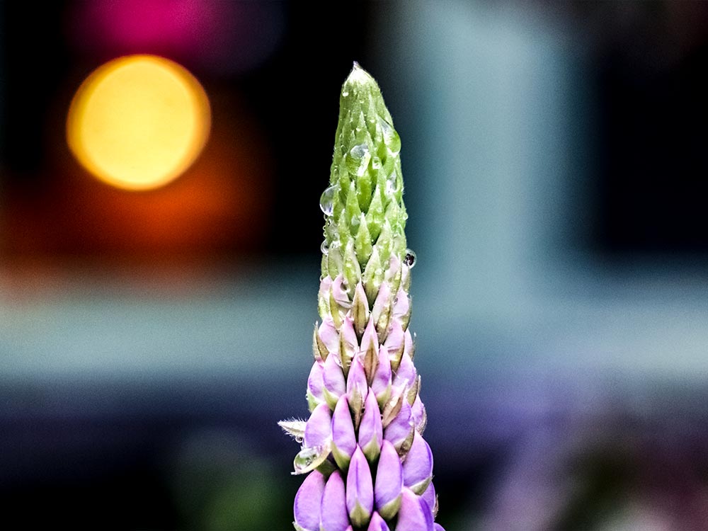 Unbloomed Lupine Flower