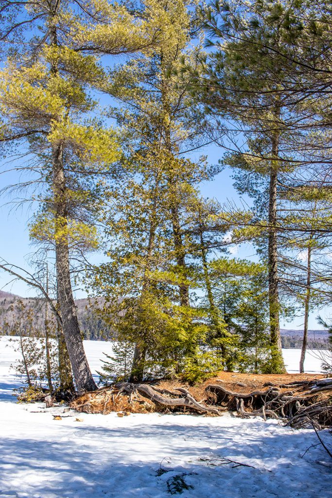 Wyman Lake Maine Trees & Shore