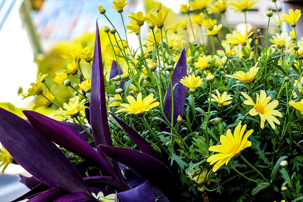 Yellow & Purple Flowers on Sidewalk in Kingfield, Maine