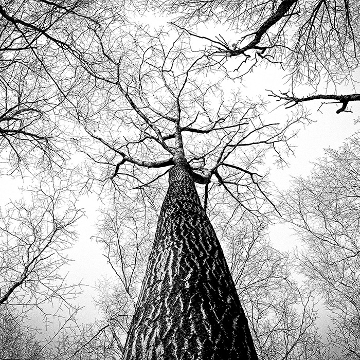 Black & White Tree - Square Photo