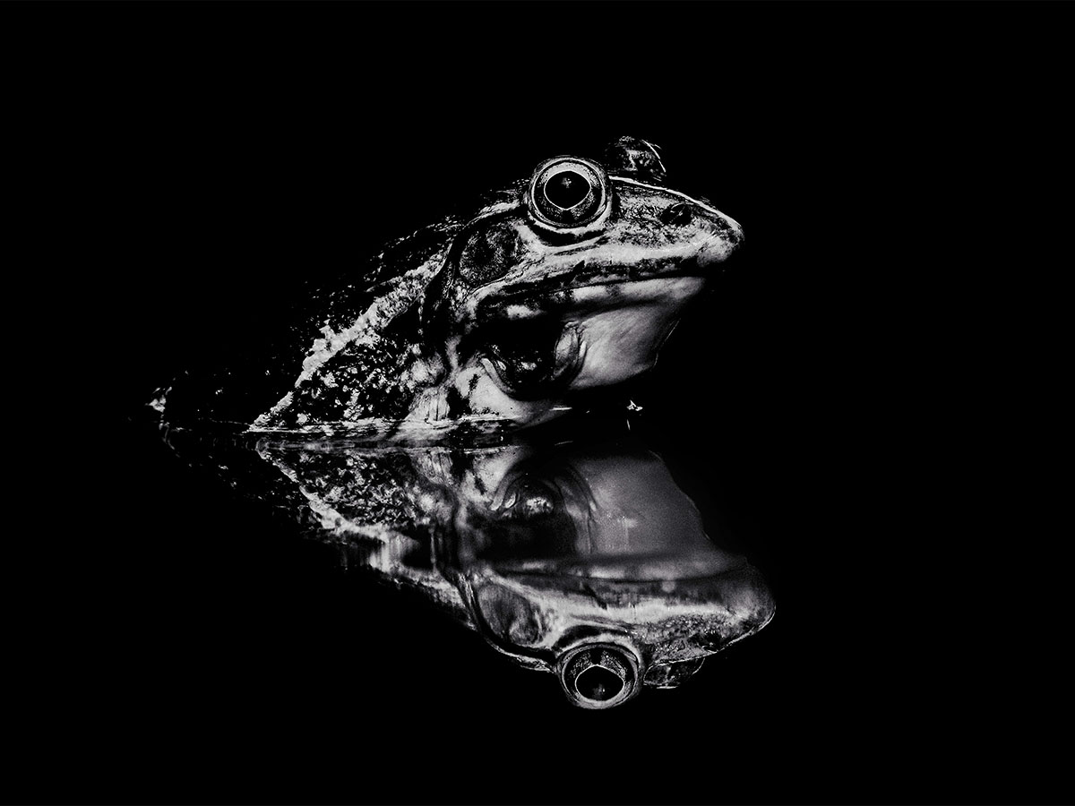 Frog - Black & White