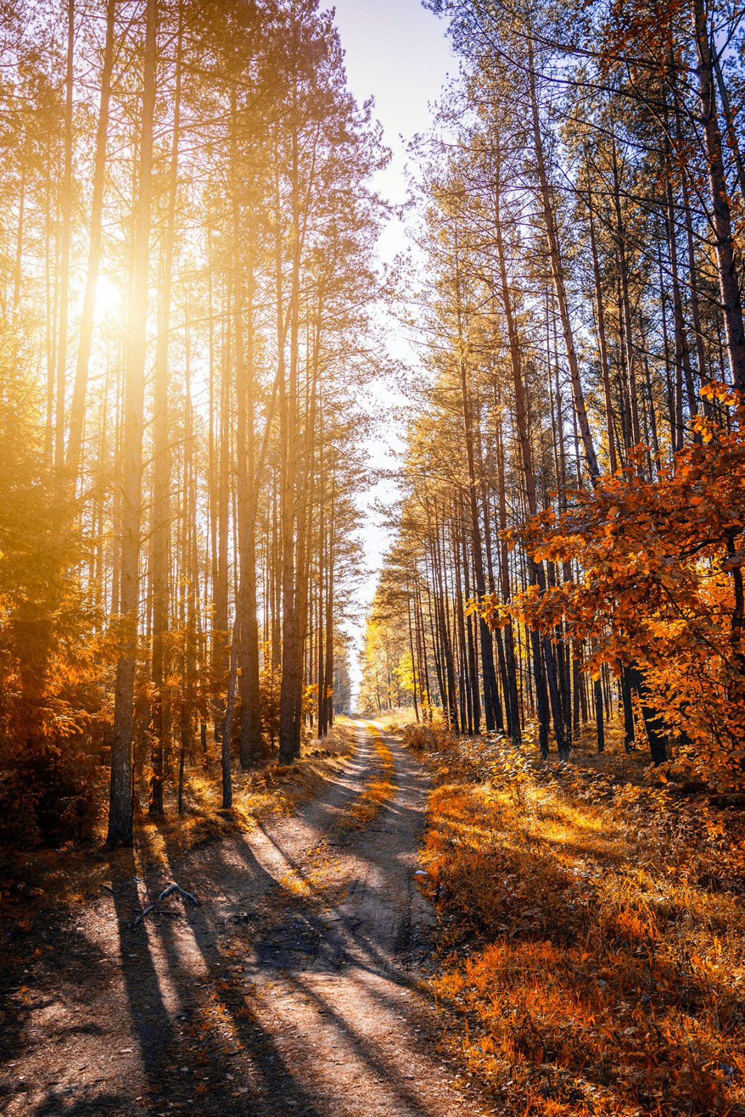 Golden Hour Autumn Forest