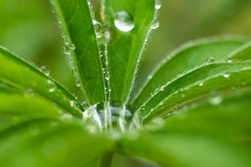 Lupine Water Droplets