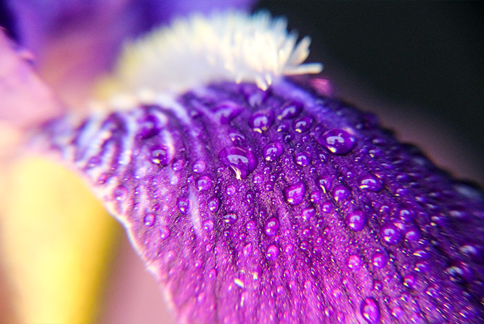 Macro Photography Flower Petal