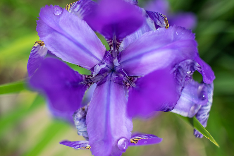 Purple Flower After Rain