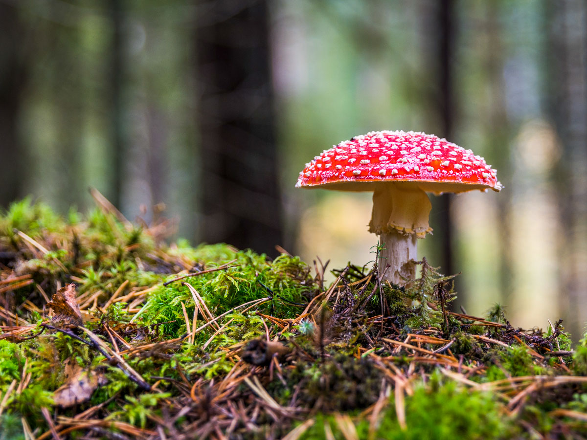 Red Mushroom Growing in Moss