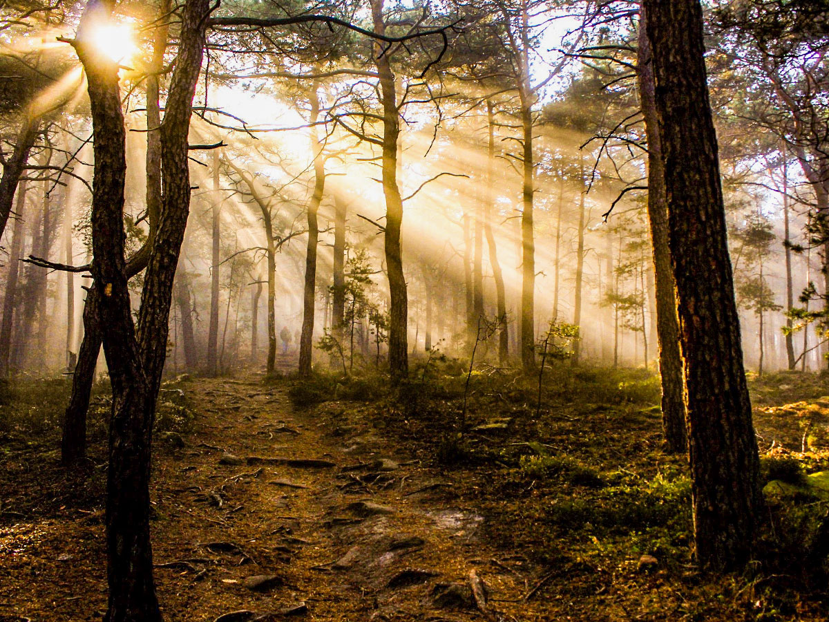 Sun Streaming Through Forest