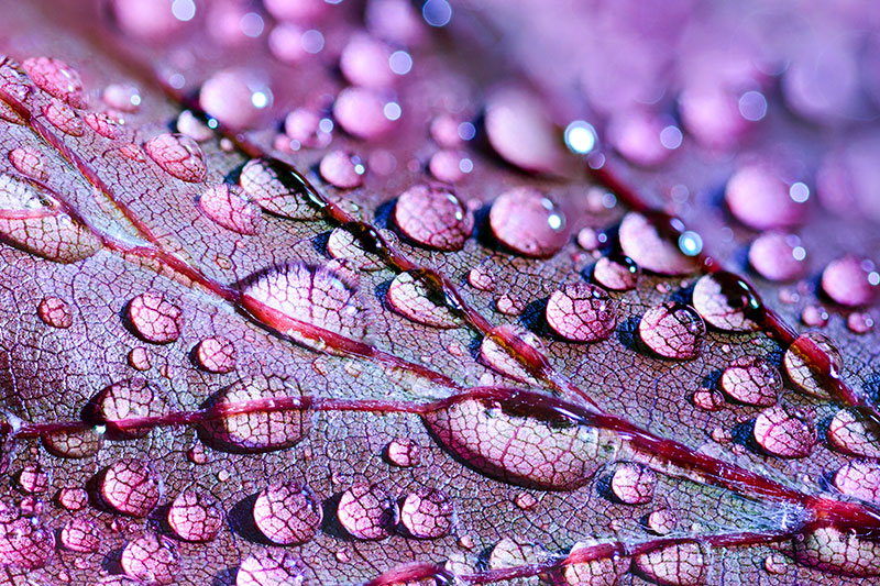 Macro: Up-Close Water Droplets on Leaf