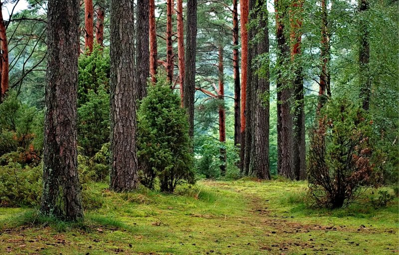 Pines in the Forest
