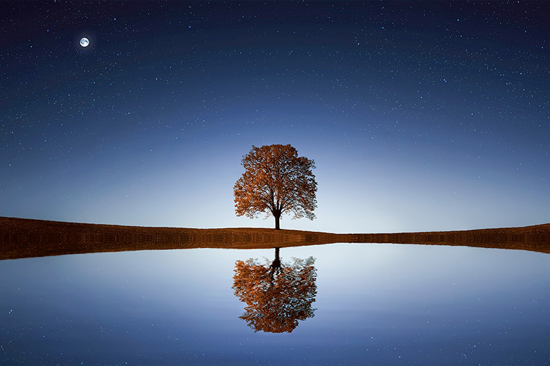 Tree Under Starry Sky