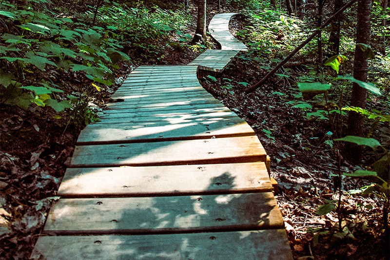 Wooden Path Through Forest