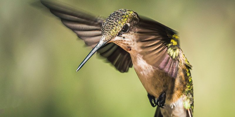 Hummingbird in Flight - What is Focus?