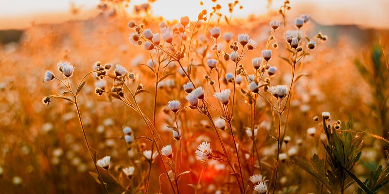 Beautiful Flowers in Field at Sunset - Aperture Priority Mode
