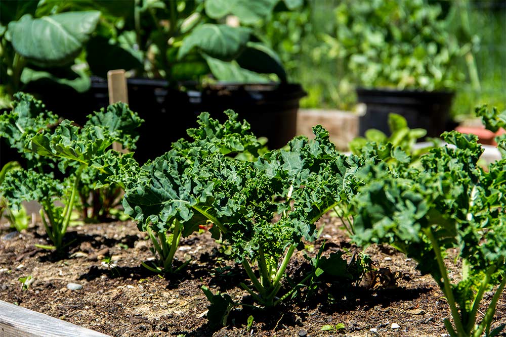 Kale Growing in Garden