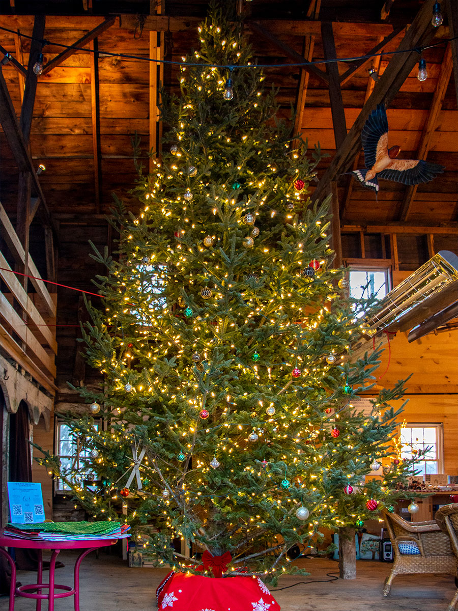 Lighted Christmas Tree in Barn