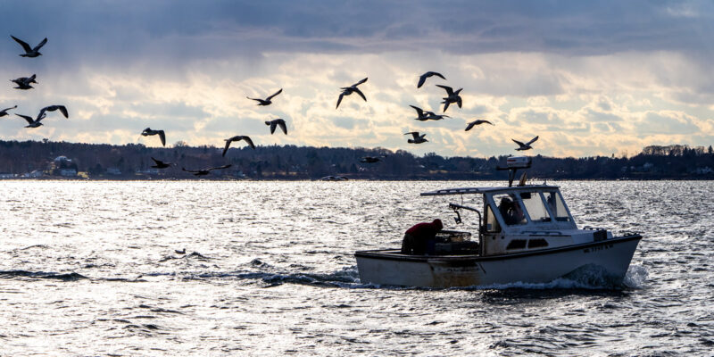 Lobster Boat Trailed by Gulls