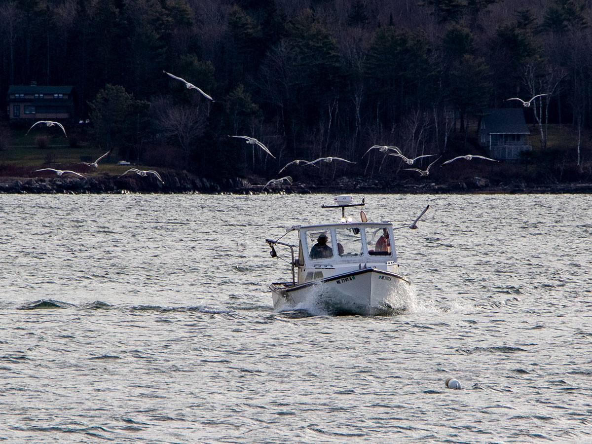Lobster Boat Being Followed by Seagulls