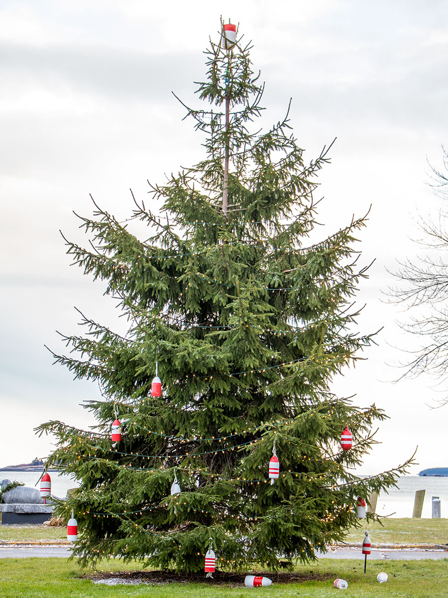 Rockport Marine Park Christmas Tree