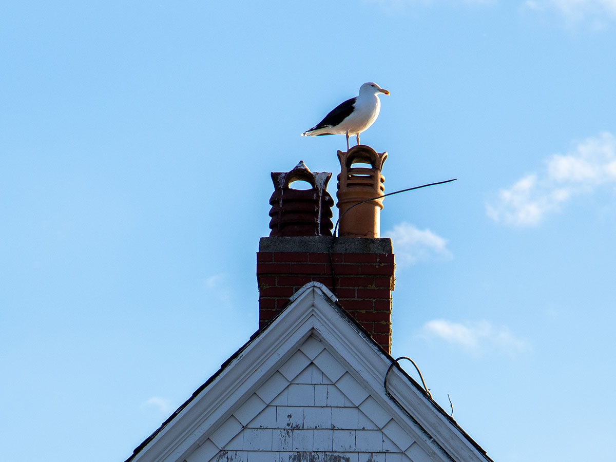 Seagull Atop Lighthouse Chimney
