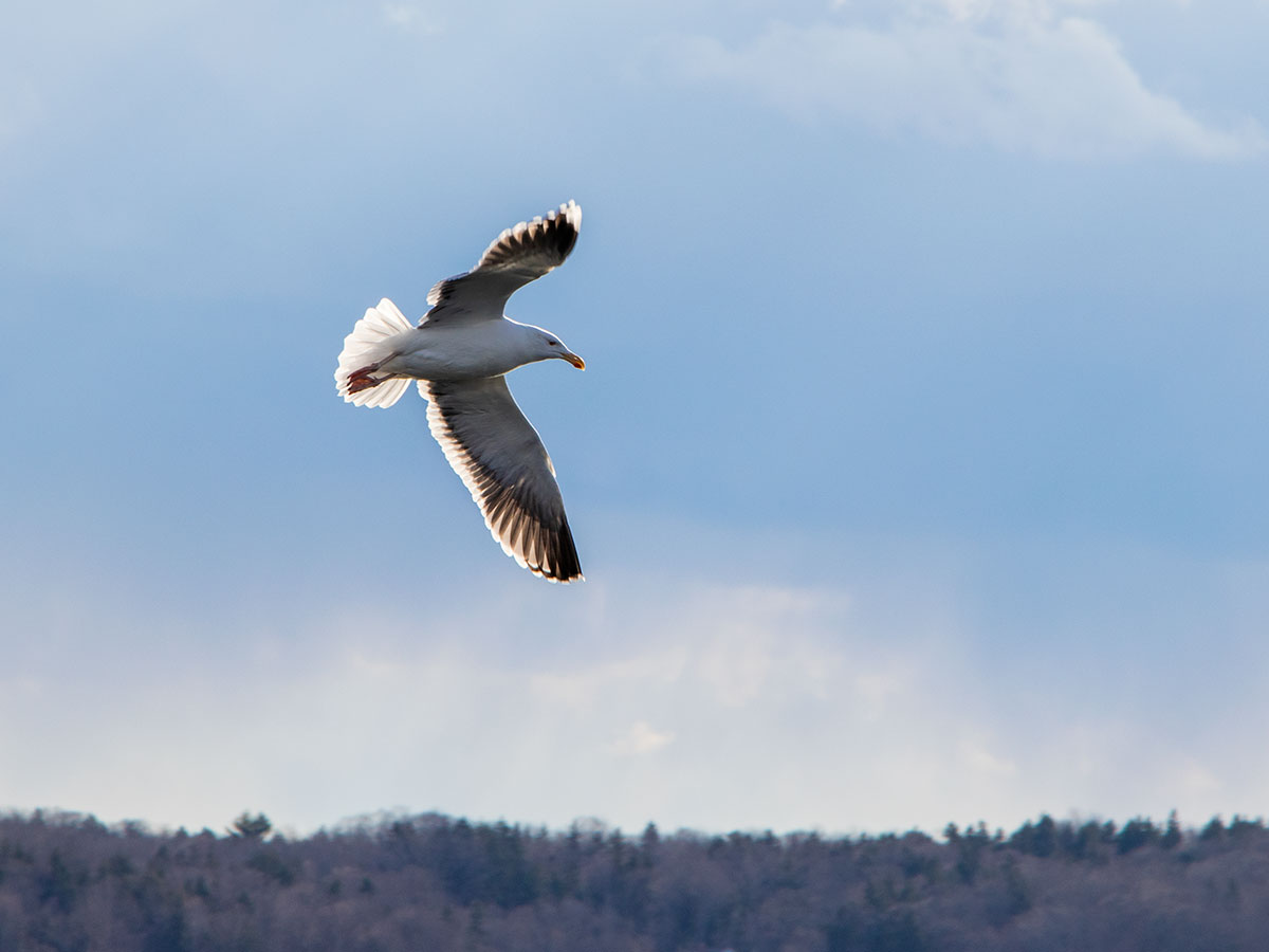 Seagull Flying Overhead
