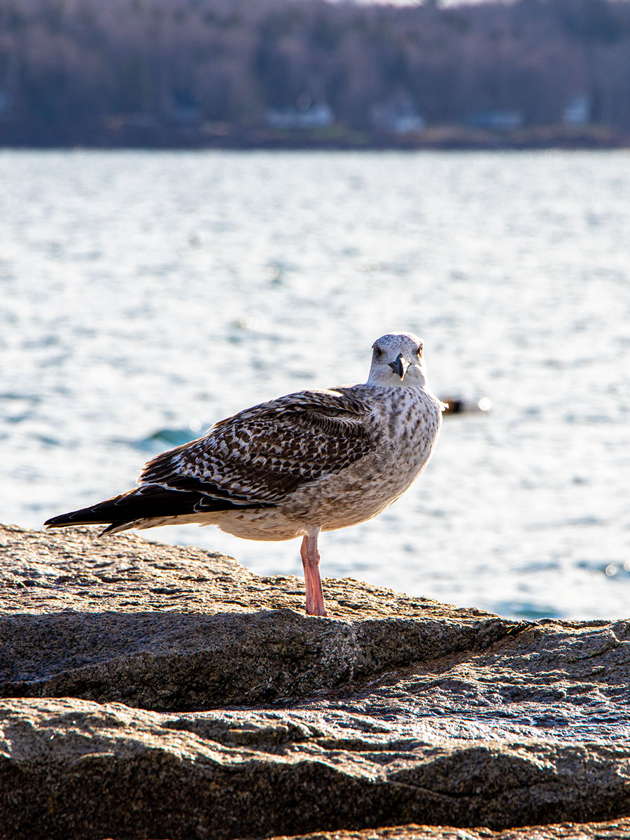 Seagull Staring at Camera