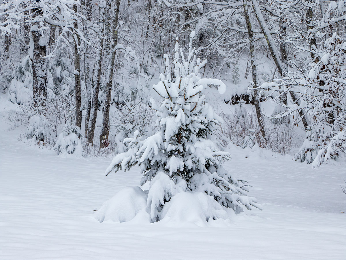 Snow Covered Balsam Fir Tree
