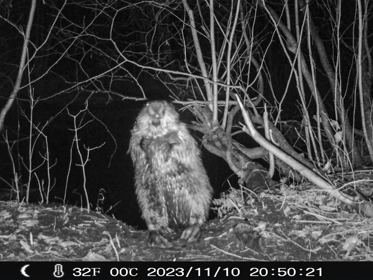 Beaver Caught on Trail Cam
