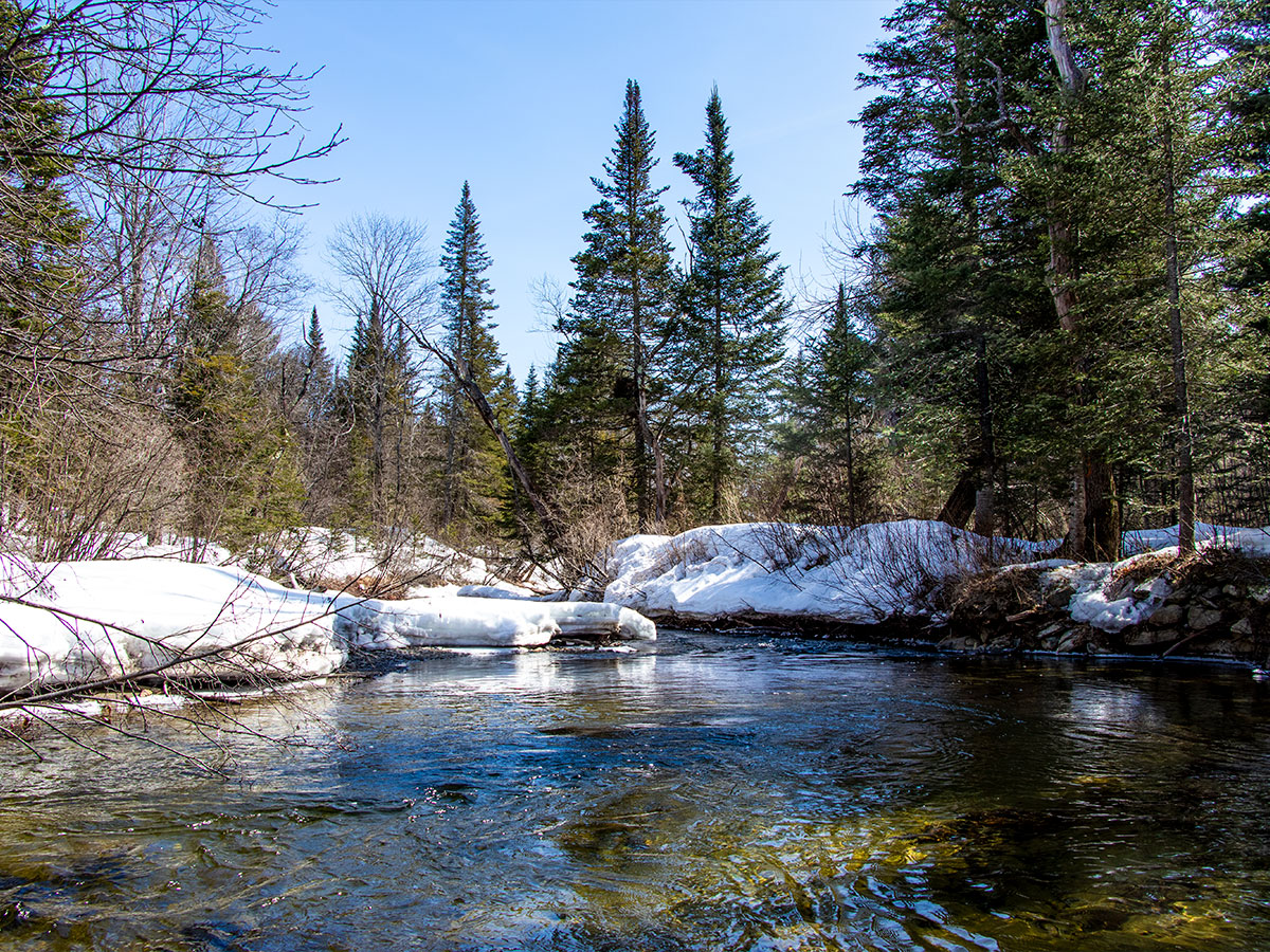 Maine Forest & Stream - Our Property