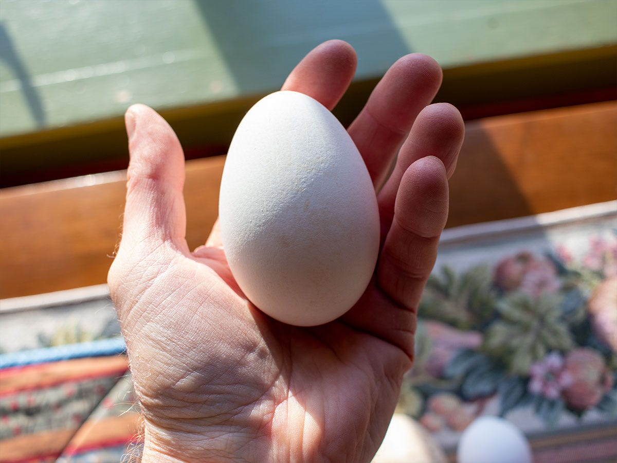 Holding Goose Eggs in Hand