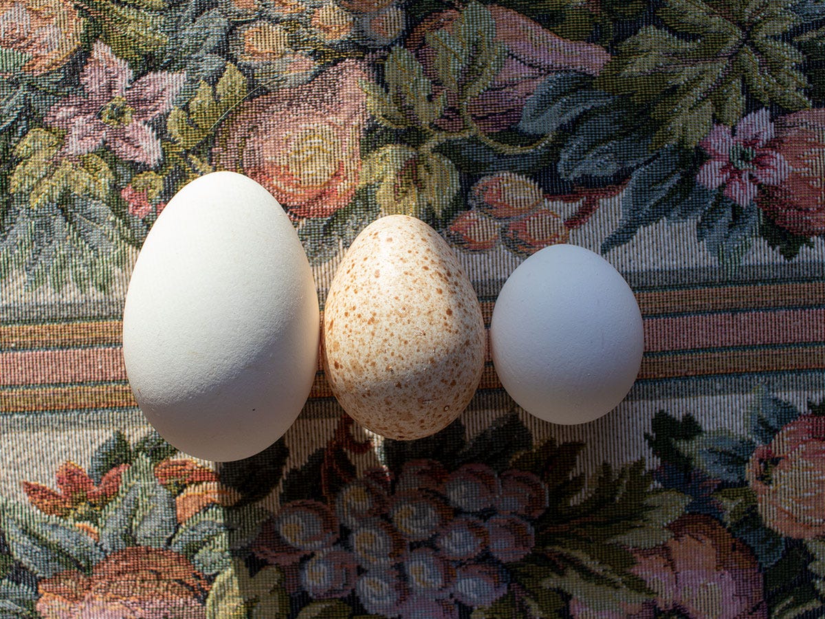 From Left to Right: Goose, Turkey, & Chicken Eggs