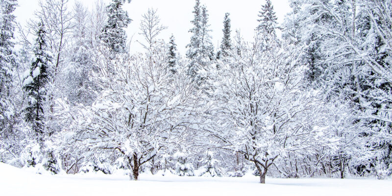 Snow Covered Apple Trees
