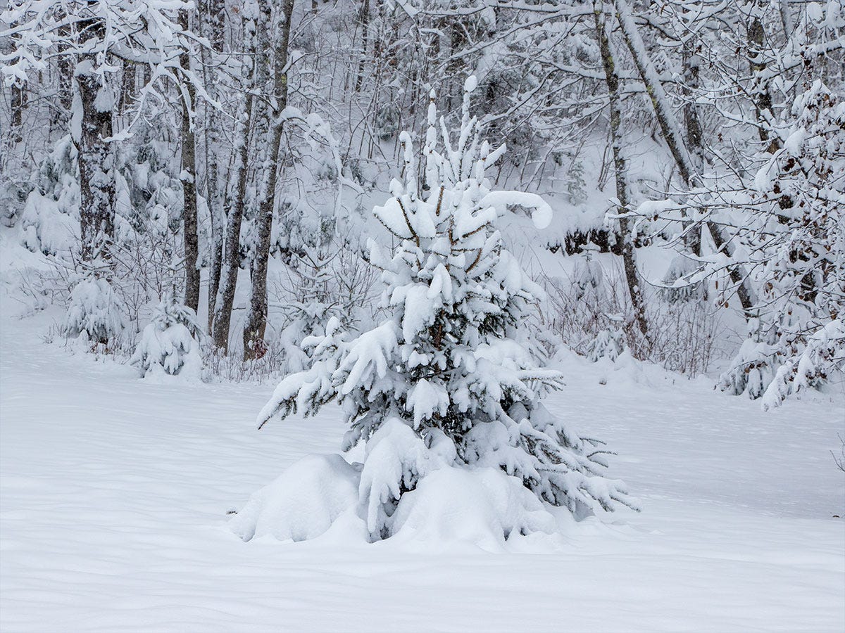 Winter Balsam Fir Tree