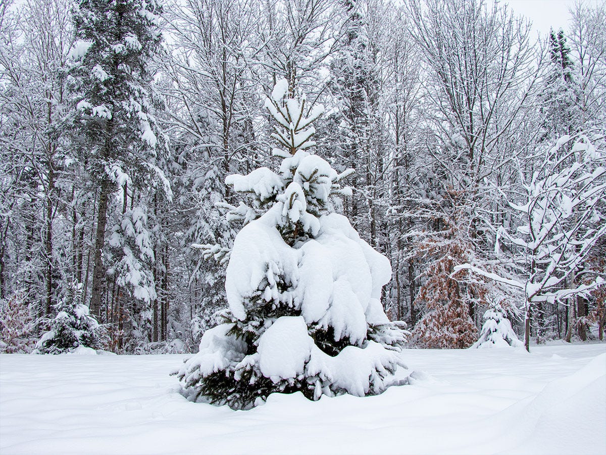 Snow Covered Norway Spruce Tree