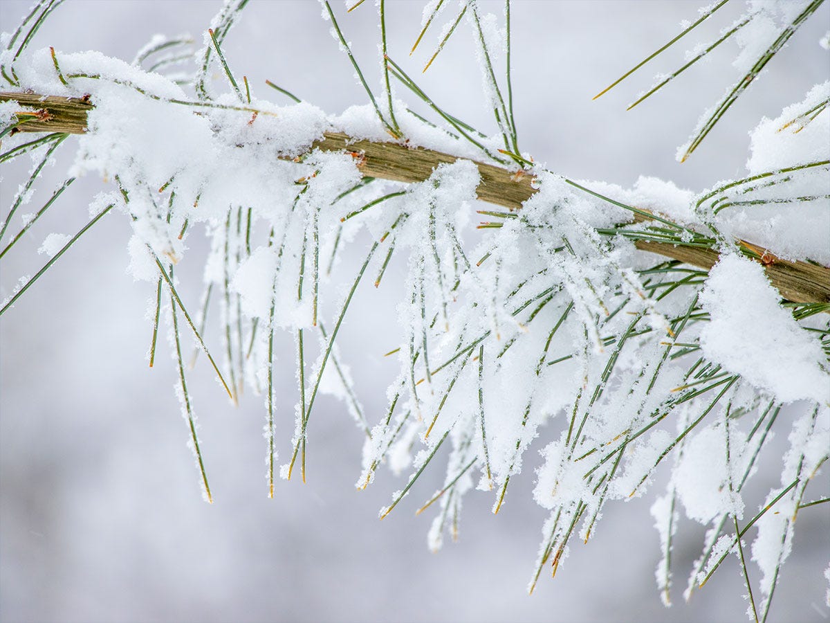 Snow Clinging to White Pine Needles