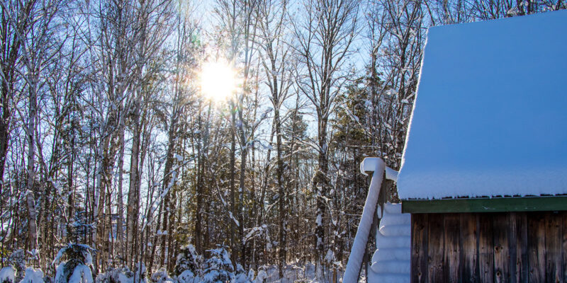 Sun Filtering Through Winter Trees in Maine
