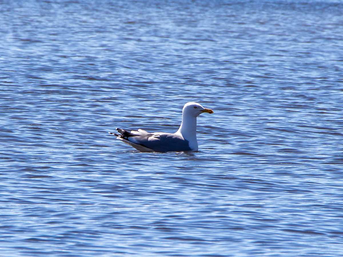 Herring Gull in West Penobscot Bay