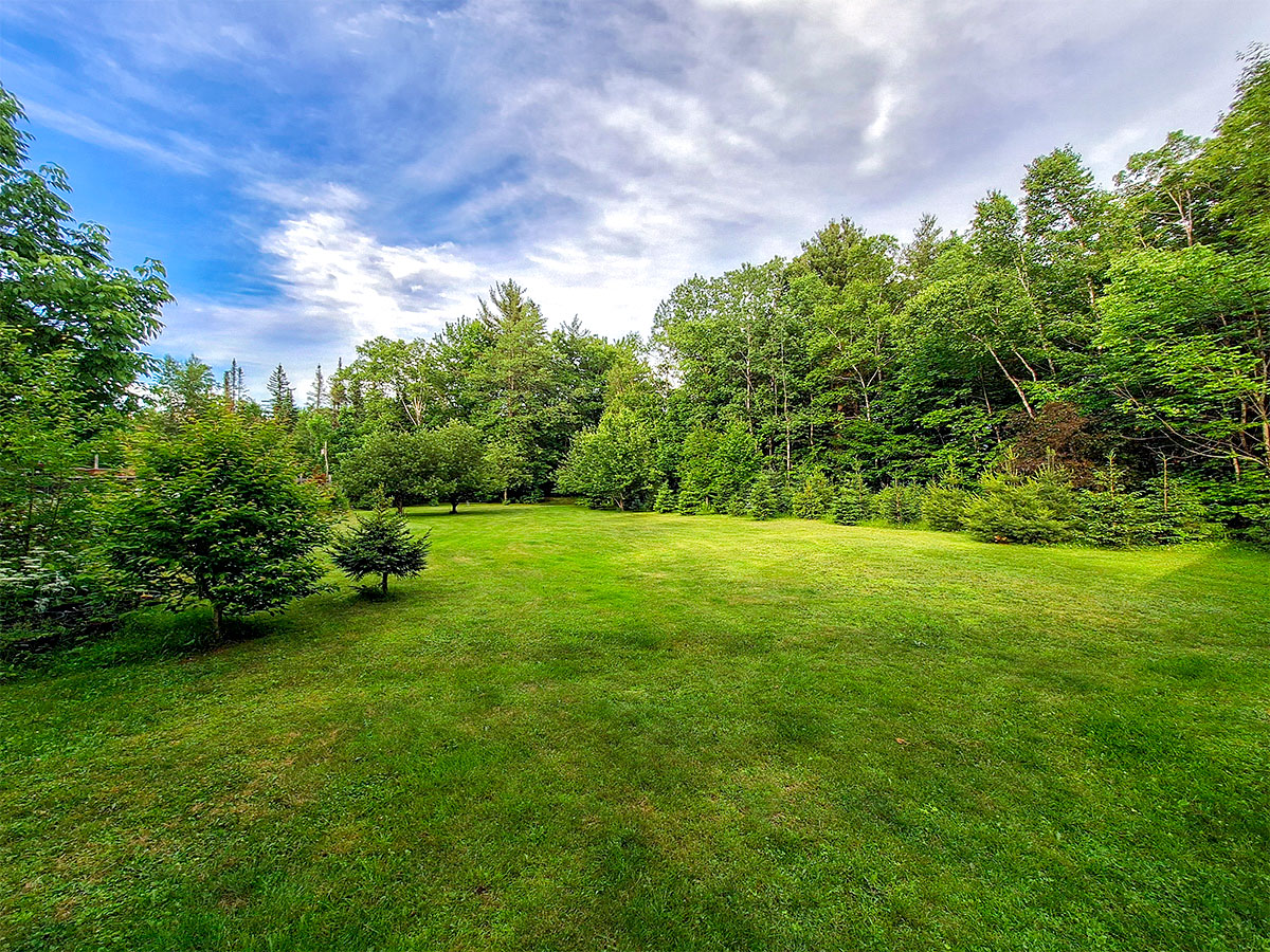 Back Yard with Pine Tree Row